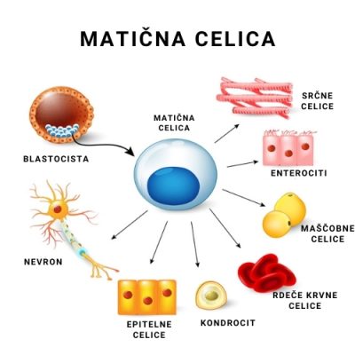 matična celica